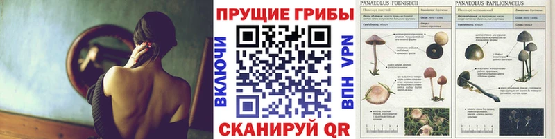 купить наркотики сайты  Чебоксары  Галлюциногенные грибы мицелий 